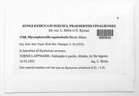 Mycosphaerella equiseti image